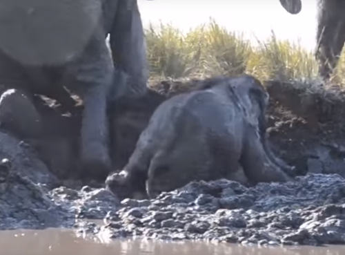 слонёнок застрял в грязи