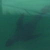 тюлень погнался за акулой