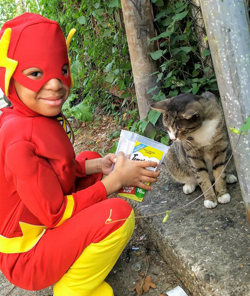 супергерой для приютских кошек