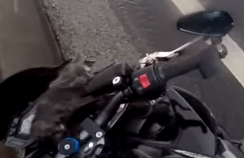 мотоциклист спас котёнка