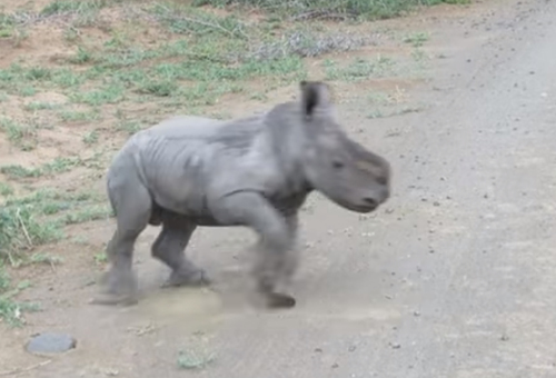носорог против автомобилей