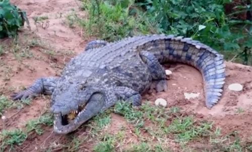 крокодил укусил мужчину за ногу
