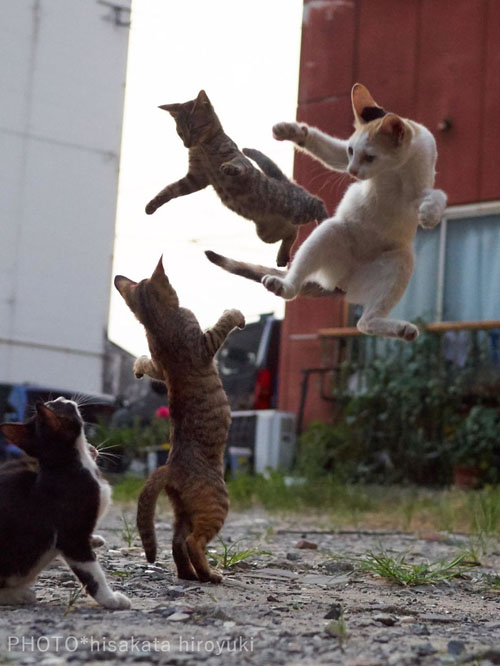 кошки владеют боевыми искусствами