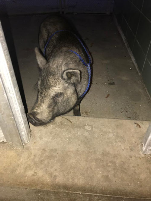 свиньи временно живут в полиции