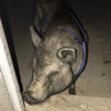 свиньи временно живут в полиции