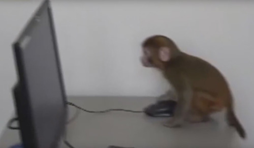 обезьянка проникла в жилой дом