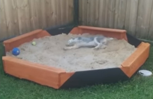 песочница для щенка хаски