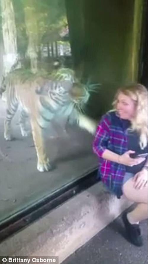 тигр и беременная женщина