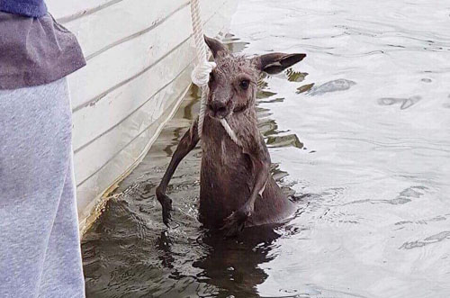 кенгуру чуть не утонул