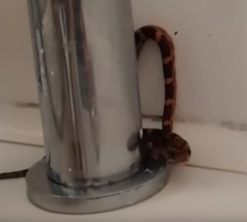 мужчина нашёл змею в ванной