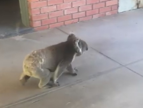 коала явилась в продающийся дом