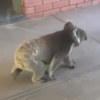 коала явилась в продающийся дом