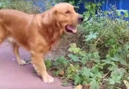 собака жадно ест растения