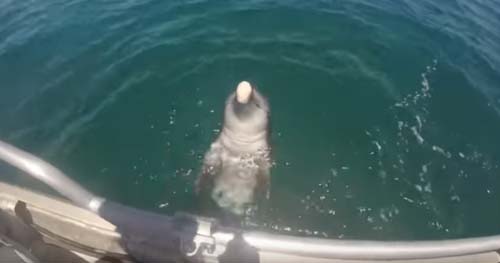 дайвер перепутал дельфина с акулой
