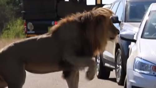 лев напал на автомобиль
