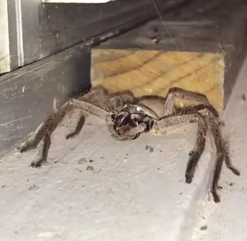 видео с умывающимся пауком