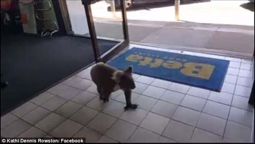 коала явилась в магазин