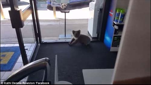 коала явилась в магазин