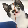 кошка похожа на эркюля пуаро