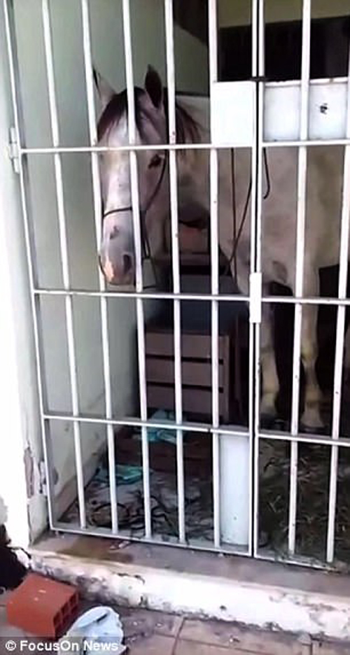 лошадь посадили в тюрьму