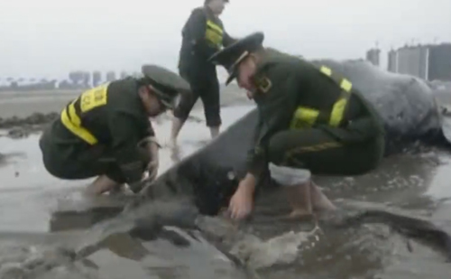 полицейские поливали водой кита