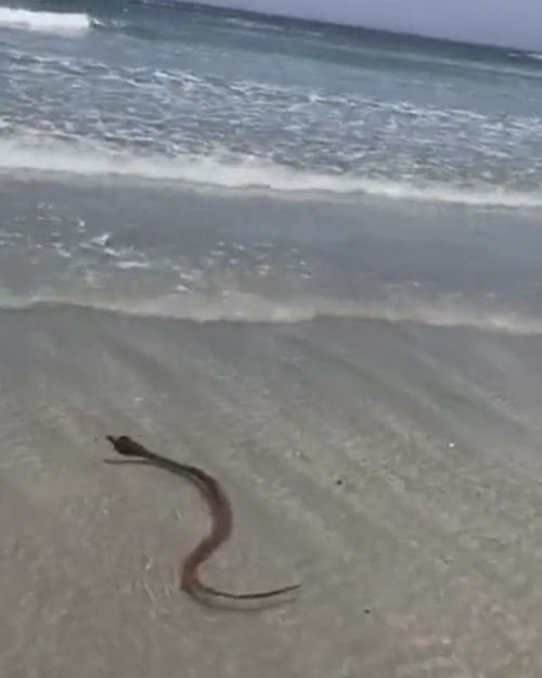 кобра искупалась на пляже