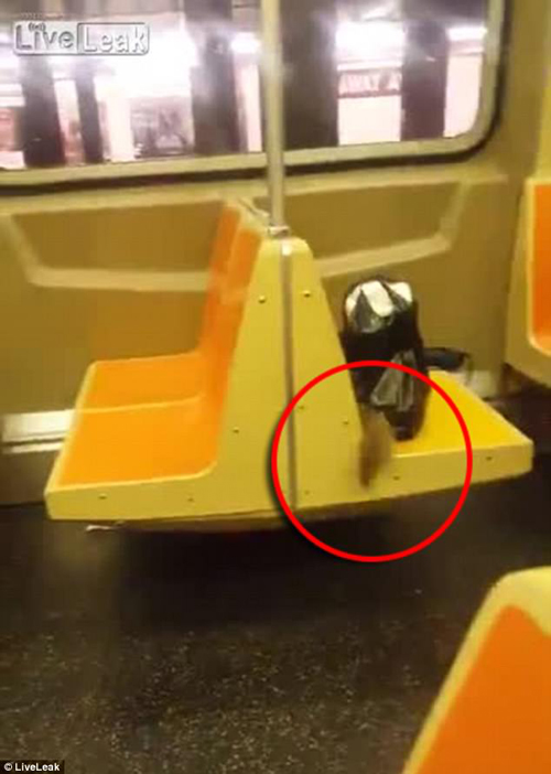 крыса вызвала панику в метро