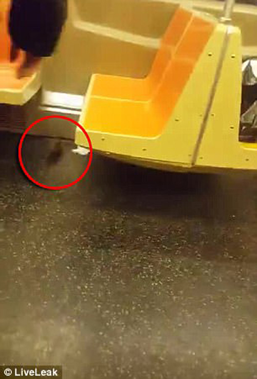 крыса вызвала панику в метро