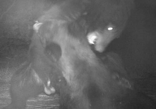 медведи подрались перед камерой