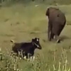слон напал на стадо коров