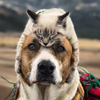 кот и пёс любят путешествовать