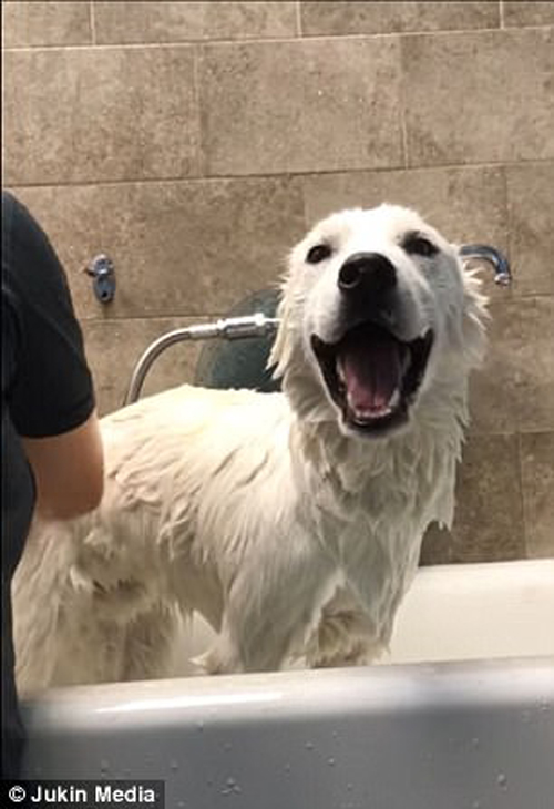 собака очень любит мыться