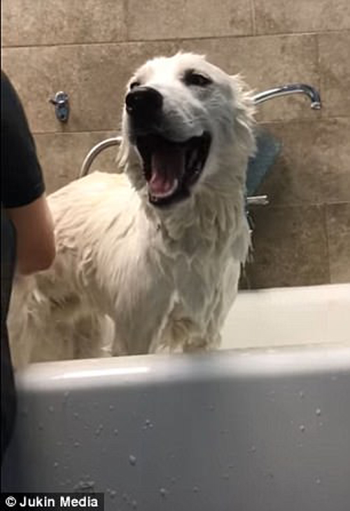 собака очень любит мыться