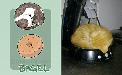 кошки очень похожи на хлеб
