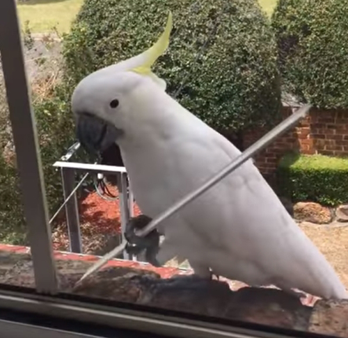 месть голодного попугая