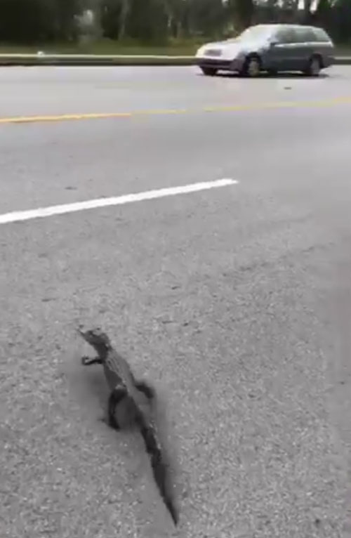 маленький аллигатор перешёл дорогу