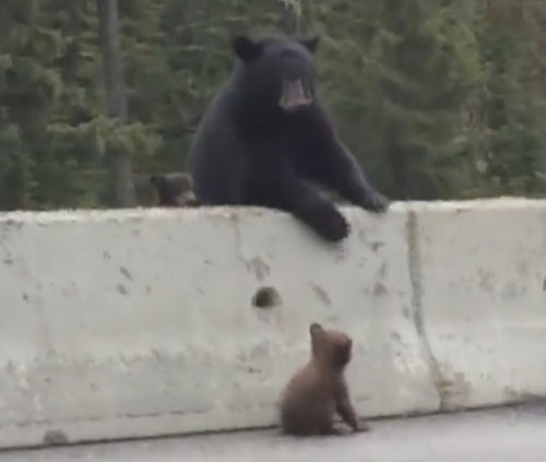 медведица спасла медвежонка