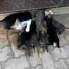 кошка кормит щенков