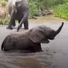 слонёнок с трудом перешёл реку
