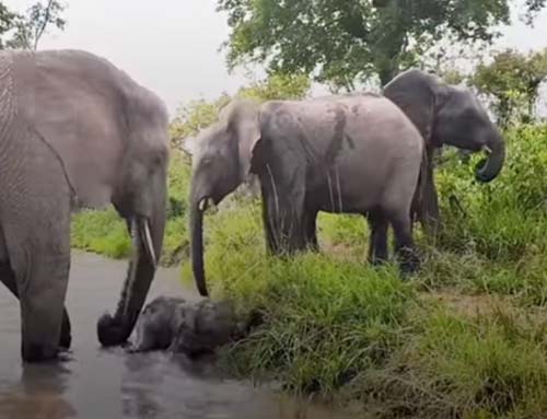 слонёнок с трудом перешёл реку