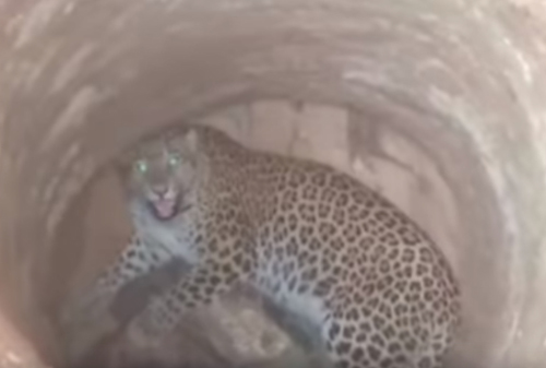 ветеринар спас леопарда