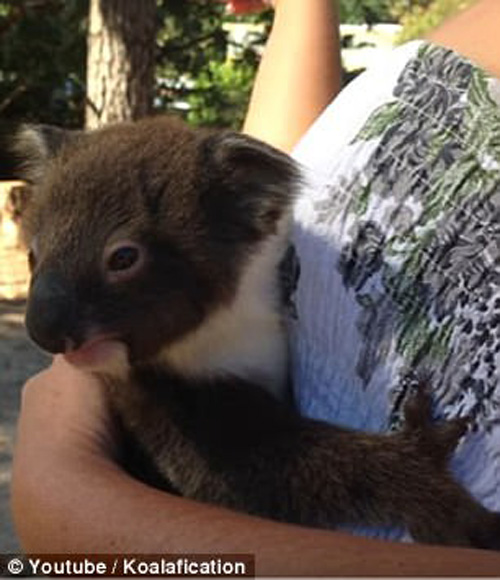 коала воссоединилась с матерью