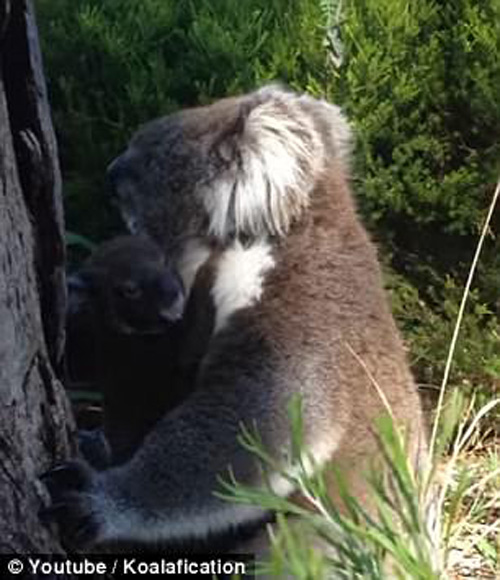 коала воссоединилась с матерью