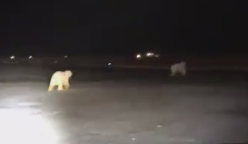 белые медведи в аэропорту