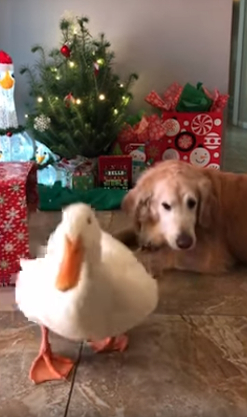 пёс и утка готовятся к рождеству