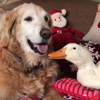 пёс и утка готовятся к рождеству