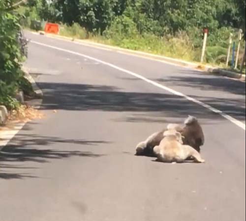 коалы подрались на дороге