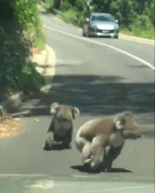 коалы подрались на дороге
