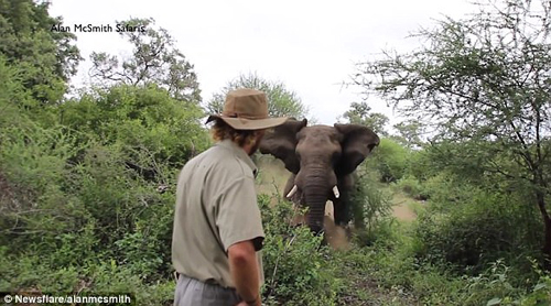 храбрый гид встретился со слоном