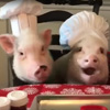свиньи помогают печь печенье